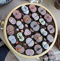 100  pcs Beauty Mixed Mini Lithops Bonsai Plants Cactus Bonsai Plants Organic Ga - £6.36 GBP