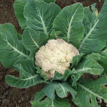 Cauliflower Snowball 100 Vegetable Seeds - £6.35 GBP
