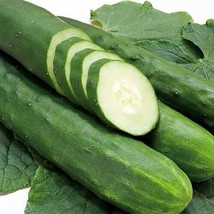 ENIL 25 Seeds Tanja Cucumbers Frim Crunchy Cucks 12&quot;&quot; Mildly Sweet Veget... - £3.30 GBP
