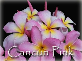 Beautiful Fragrant Rare Exotic Cancun Pink Plumeria Frangipani cutting - £10.38 GBP