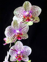 Tiger Phalaenopsis Orchid Fresh Garden - £9.15 GBP