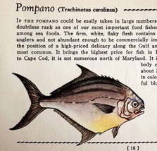 Pompano 1939 Salt Water Fish Gordon Ertz Color Plate Print Antique PCBG19 - $29.99