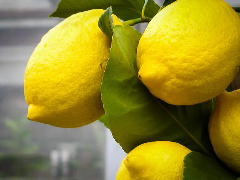 Eureka Lemon Tree 12-15&quot; Live Plant Ships in 5&quot;s Citrus limon &#39;Eureka&#39; - £80.86 GBP