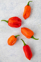 Aji Dulce Peppers Large Vegetable 25 seeds - £7.33 GBP
