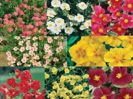 50 Helianthemum Seeds Mix Perennial Groundcover Flower Rock Rose Evergreen - £14.33 GBP