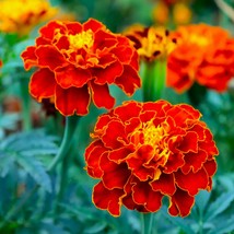 Red Cherry French Marigold Seeds Tagetes Patulas Dwarf Pot Ruby Sunset Sparky Mi - $7.90