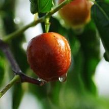 Tropical Seeds Ber Tree 10 Seeds Jujube Ziziphus Mauritiana Zizyphus Fast Ship F - $16.68