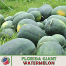 Florida Giant Watermelon Seeds, Heirloom, Non-GMO, Genuine USA 10 Seeds - £9.01 GBP