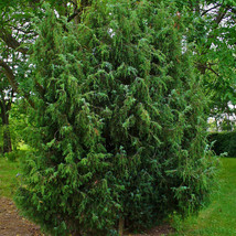 ALGARD Juniperus Communis Seeds, 50 Seeds / , Common Juniper Trees Everg... - £5.41 GBP