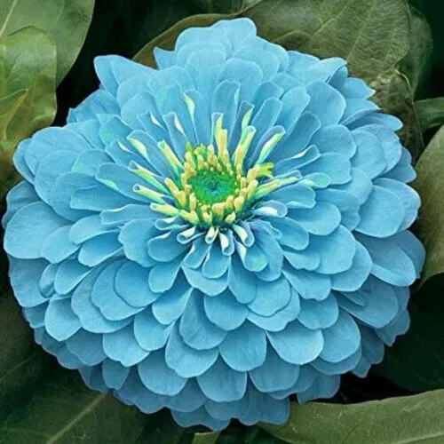 100 Seeds Zinnia Flowers Light Blue Color Garden Plants Grown Fresh Garden - £9.39 GBP