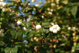 Sale 25 Seeds Common Snowberry White Berries Pink Flowers Symphoricarpos Alba Sh - £7.81 GBP