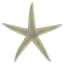 Starfish Real Pointed Sand Star Astropectin Duplicatus Natural Dry - £15.45 GBP