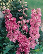 200 Pacific Giant Astolat Delphinium Seeds Gardening USA SELLER - $12.96