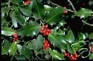 Ilex Aquifolium English Holly Seeds USA Seller - £14.09 GBP