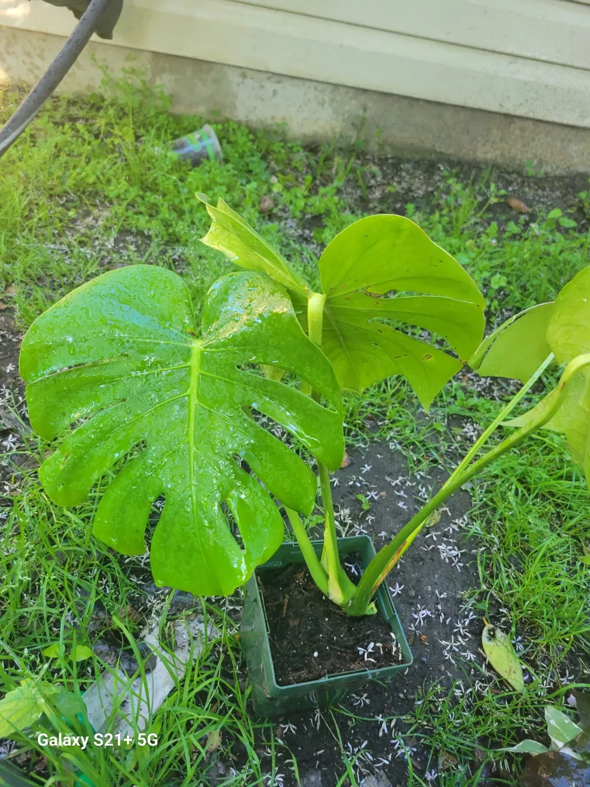 Monstera Deliciosa Swiss Cheese Live Plant Evergreen Table Plant in 3&quot; U... - $20.53 CAD