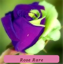 5384 rose rare pop thumb200