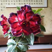 Tri-color Double Adenium, black outer petal red middle part with white inner cen - £10.05 GBP