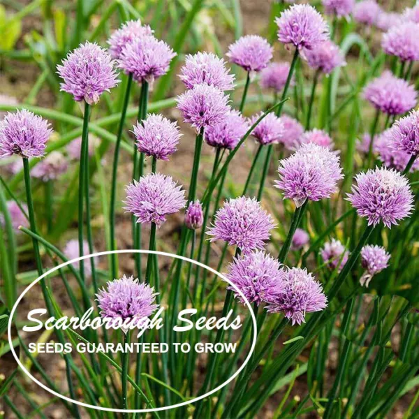 Scarborough Seeds 500 Seeds Chives Green Onion Non Gmo Heirloom Seeds Fresh Gard - $8.98