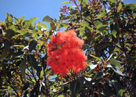 25 Pc Seeds Corymbia Ficifolia Flower, Red Flowering Gum Seeds for Plant... - £14.97 GBP
