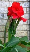 Canna Lily - Fresh Red Double Flowers, 200 SEEDS D - £23.43 GBP