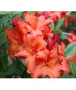 1 pcs Fireball Deciduous Azalea Starter Plant Live Plant - £29.20 GBP