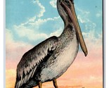 Pelican Bird Greetings From Florida FL UNP DB Postcard D20 - $2.92