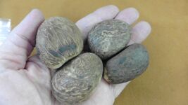 tn-11) 4 medium natural Tagua Nut whole nuts for craft Carving Dried pla... - $19.99