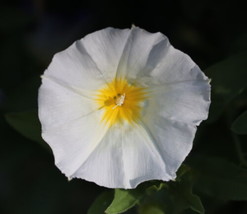 200 Dwarf Morning Glory Ensign White Seeds (Convolvulus Tricolor)   From US - £10.75 GBP