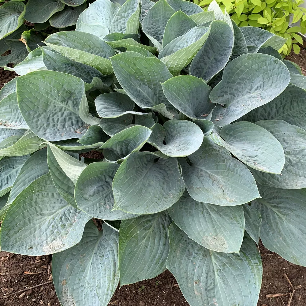 Hosta Above The Clouds Large New Big Blue Healthy 2.5 Inch Pot  - $29.41