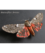 Real Painted Tiger Moth Arachnis Picta Framed Entomology Museum Quality ... - $1,192.18 MXN