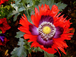 USA Organic Jimi&#39;S Flag Poppy Scarlet Red Lavender &amp; Purple Papaver 200 Seeds - £8.73 GBP