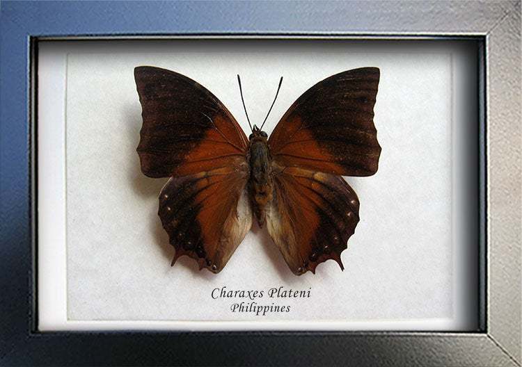 Real Butterfly Charaxes Plateni Entomology Collectible Museum Quality Sh... - $42.99