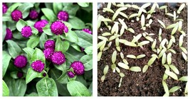 600 Seeds Purple Dwarf Gomphrena Globosa Seeds for Charming 25cm Plants - £25.76 GBP