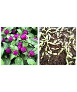 600 Seeds Purple Dwarf Gomphrena Globosa Seeds for Charming 25cm Plants - £25.94 GBP