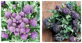 Broccoli Seeds - Purple Sprouting Seeds 3000 Seeds - £15.97 GBP