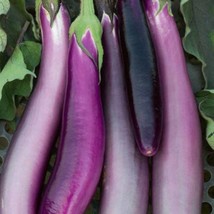 Ping Tung Long Eggplant Seeds Taiwan Eggplant Fast Shipping - £11.01 GBP