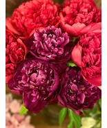 Damask Blend Peony 20 Seeds - Large Double Blooms in Red and Purple Mix - £8.95 GBP