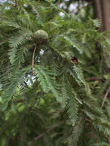 Live Plants 5 Bald Cypress Trees - 12-24&quot; Tall Seedlings Taxodium distichum - £62.89 GBP