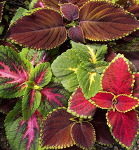 250 Coleus Rainbow Mix Flower Seeds USA Seller Garden Fresh - £10.54 GBP