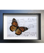 Real Monarch Butterfly Danaus Plexippus Vintage Music Paper Framed Shado... - $85.77 CAD