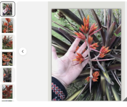 Pup Sale Exotic Plant Bromeliad Aechmea Yellow &amp; Red Flower, ,full-sun l... - $35.61