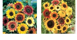 150 Seeds! Sunflower HERE COMES THE SUN Mix 6 Types Bees Love Sunflowers! Seeds - £21.15 GBP