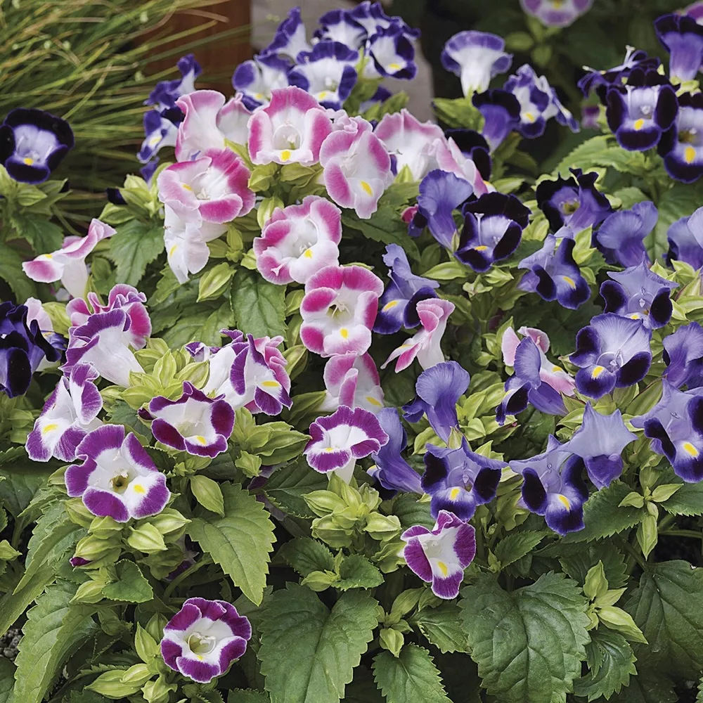 Torenia Seeds Duchess Mix 50 Pelleted Seeds Torenia Fournieri - $17.89