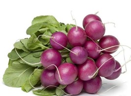 Heirloom Purple Plum Radish Seeds One Gram Free Us Ship Grown In Usa USA Seller  - £8.17 GBP