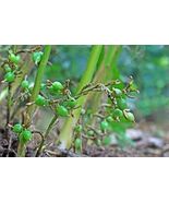 50 seeds Cardamom - $8.98