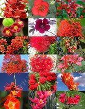 RED FLOWER PLANTS MIX exotic garden tree fragrant bonsai bloom seed 15 seeds - £7.18 GBP