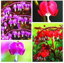 Spectabilis Heart Classic for Courtyard. - (Color: Mix) 100pcs,Dicentra Bonsa... - £12.53 GBP