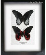Papilio Rumanzovia Scarlet Mormon Butterflies Set Framed Entomology Shad... - $161.97 CAD