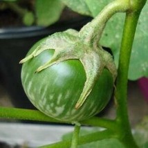 Aubergine Thai Round Green - 5+ seeds - So 019 - £3.30 GBP