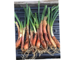 &quot;10 Organic Catawissa Egyptian Walking Onions Bare Root Live Plants Zone... - £10.51 GBP